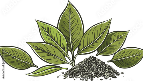 fresh green tea leaf and dry isolated on transparent png vector.leaf, brew, herbal, isolated, antioxidant, caffeine, drink, healthy, infusion, tea, agriculture, beverage, natural, organic, plant, 
