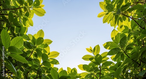Green Leaves Frame Clear Blue Sky: Natural Background for Summer, Spring, and Environmental Concepts