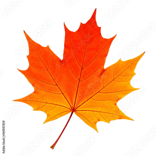 Wallpaper Mural Single autumn leaf isolated - Vibrant maple leaf glows with autumn's warm colors Torontodigital.ca