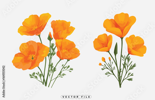 Collection of vibrant orange poppy flowers with green stems and leaves illustration