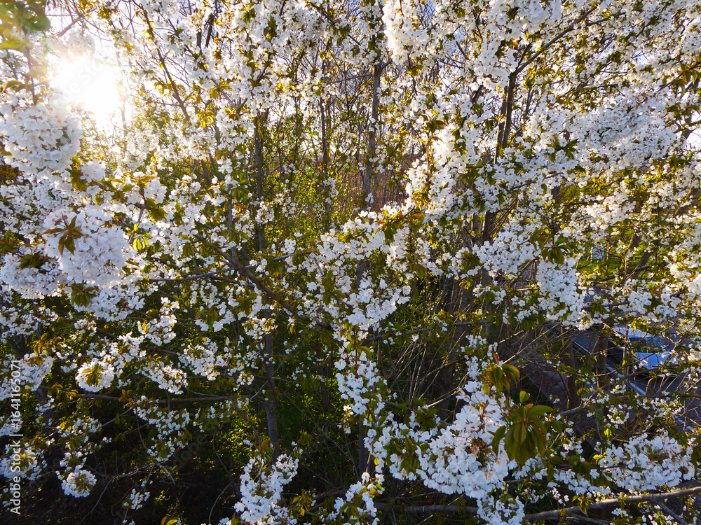 Fototapeta premium 美しい桜の花