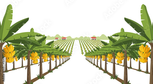 Lush Banana Plantation with Meticulously Arranged Rows of Fruit Trees