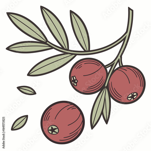 Vector Illustration of Olive Branch with Ripe Olives for Elegant Design