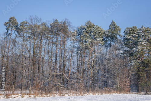 Wallpaper Mural Trees covered with frost during winter in Rogow village, Lodz Province of Poland Torontodigital.ca