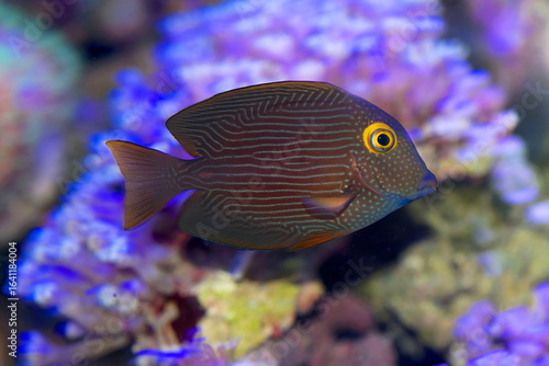 The yellow-eyed Tang, a small surgeonfish species, with brown coloring, blue dots and a gold rim to the eye