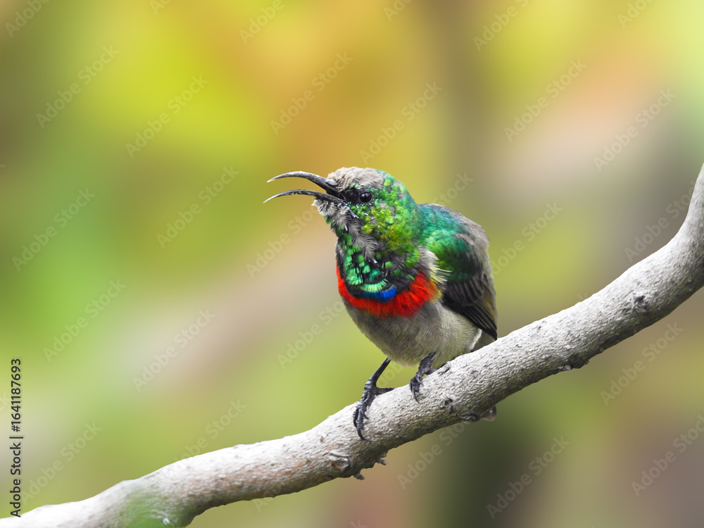 Obraz premium Male Southern Double-collared Sunbird Singing