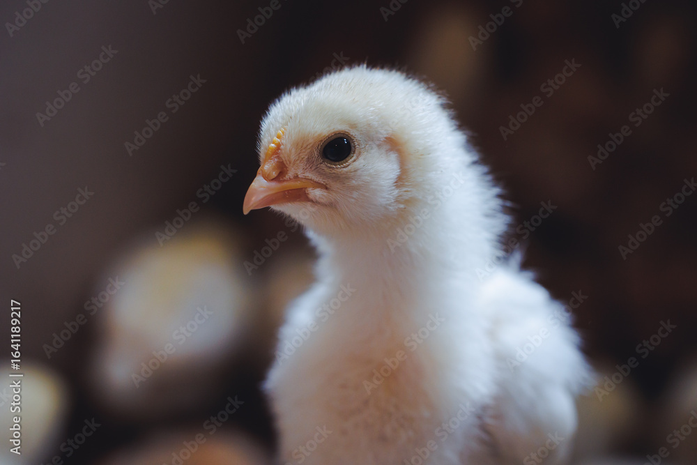 White chick on a chicken farm in Poland White chick on a chicken farm in Poland