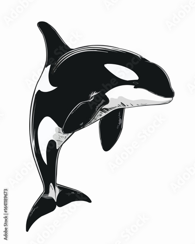Side View Orca Whale Black and White Vector