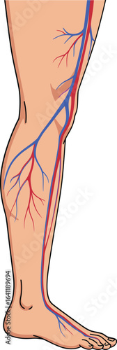 Human leg vascular system with detailed veins and arteries anatomy medical vector illustration