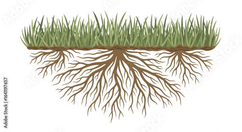 Green Grass with Root System Illustration for Educational Purposes and Lawn Care Guides, Perfect for Biology, Horticulture, or Environmental Science Projects
