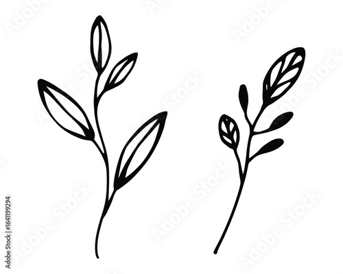 Delicate Black Line Plant Stems With Leaves leaf botanical