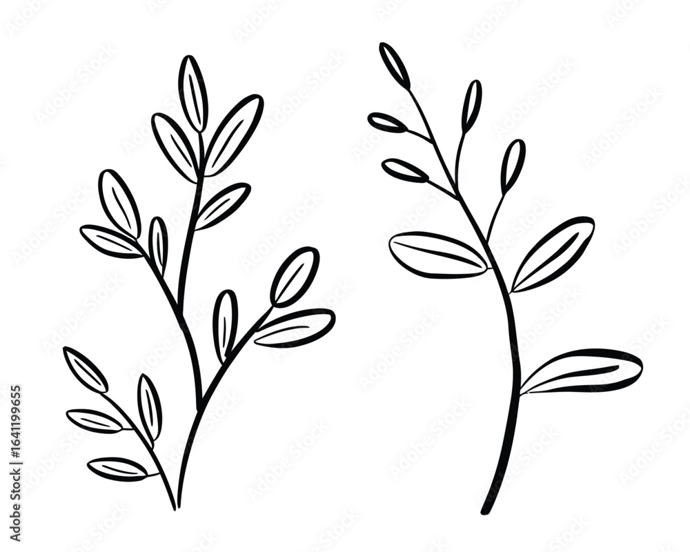 Fototapeta premium Delicate plant stems with leaves botanical leaf