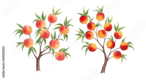 Peach trees full of juicy, ripe peaches.