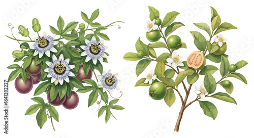 Vibrant botanical illustration of passion fruit and guava trees.