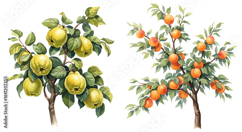 A charming illustration of two fruit trees laden with ripe fruits.