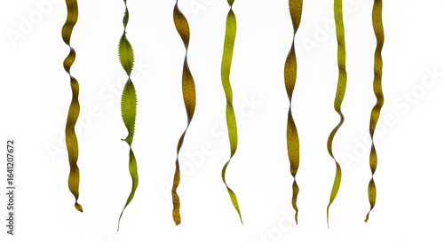 Obraz na plátně Seaweed kelp laminaria algae marine plant ocean plant underwater plant healthy f