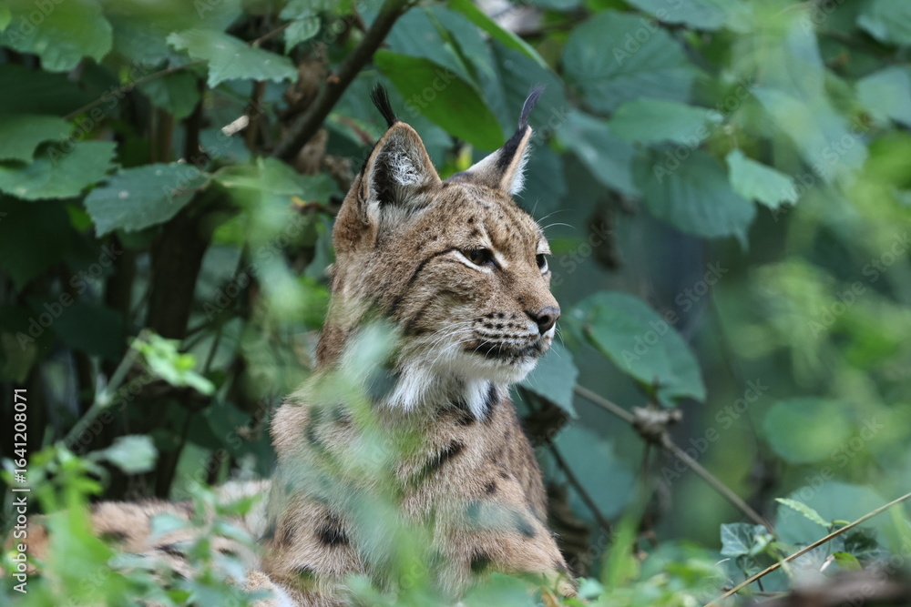 Obraz premium tiergarten straubing