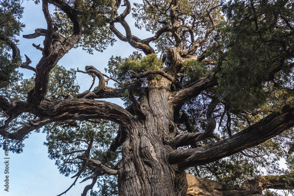 Fototapeta premium Chu Jian Bai - Touch Evil Cypress in Temple of Confucius in Beijing, capital city of China