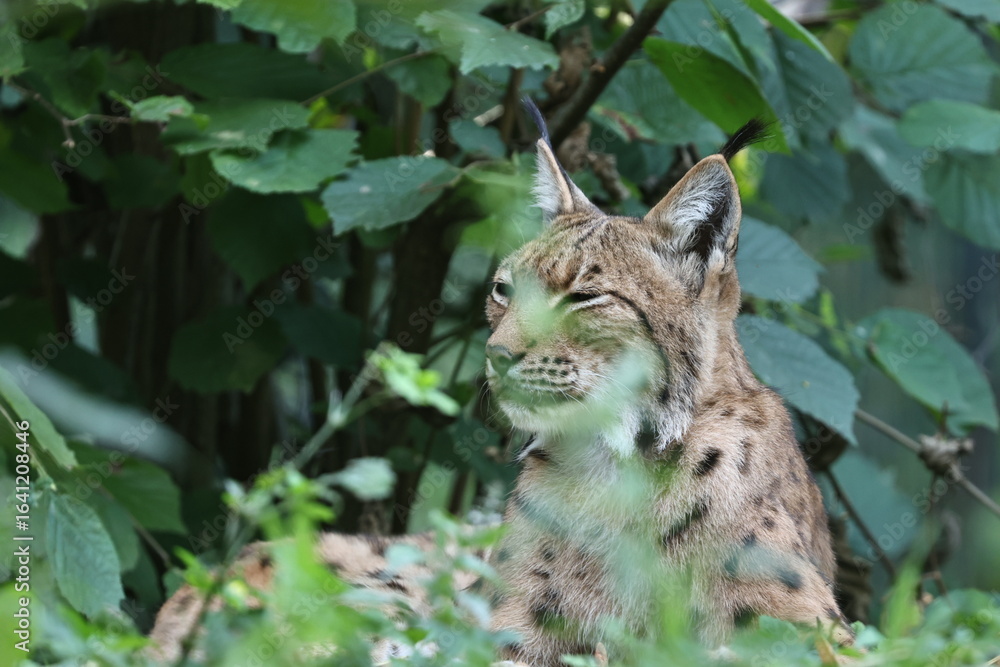 Fototapeta premium tiergarten straubing