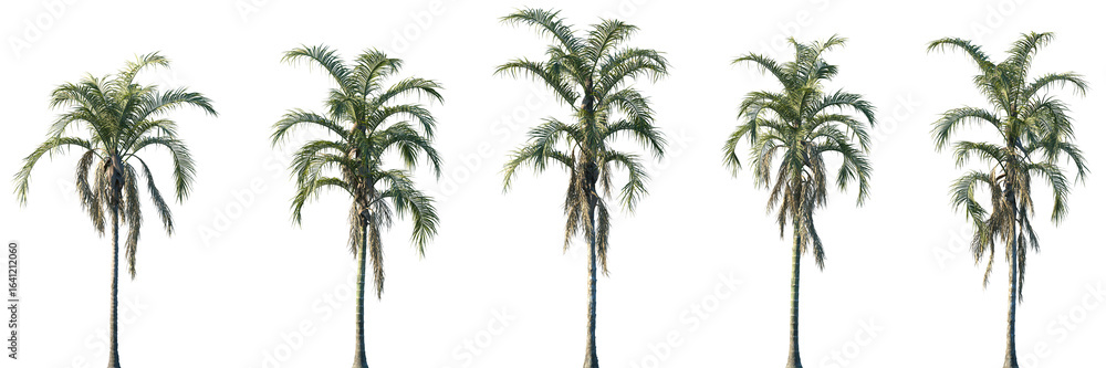 Obraz premium Set of Syagrus botryophora (also known as the Pati Queen Palm) frontal isolated png on a transparent background perfectly cutout