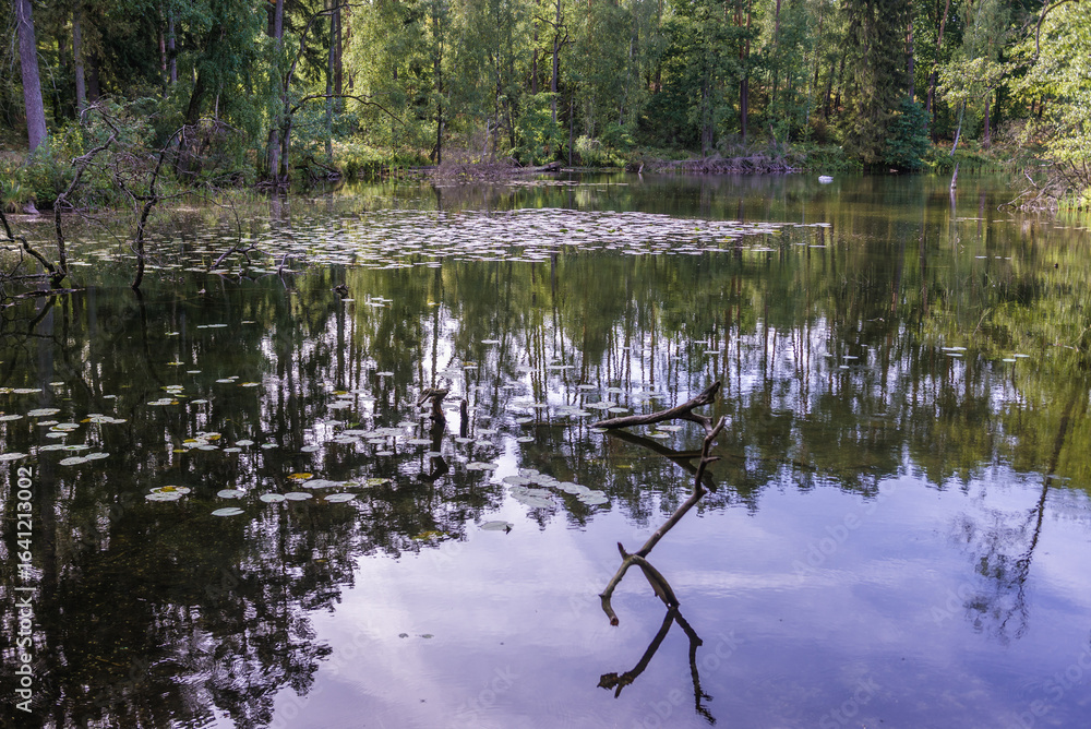 Obraz premium Forest pond in Brodnica Landscape Park in the area of Brodnica Lakeland in Poland