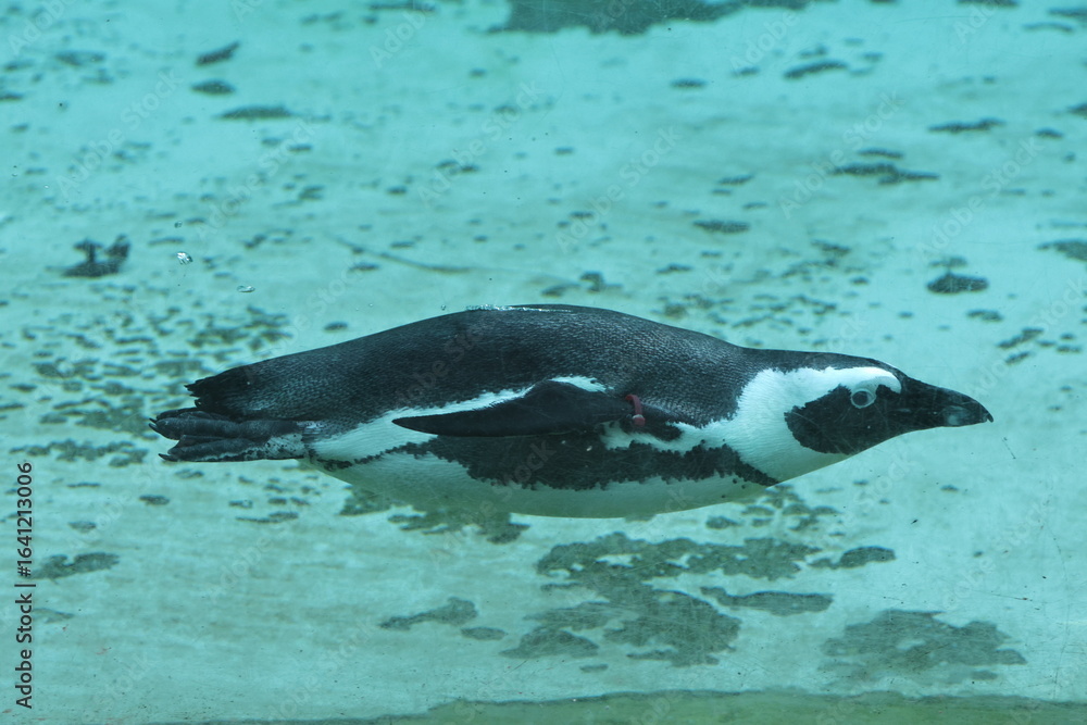 Obraz premium pinguin