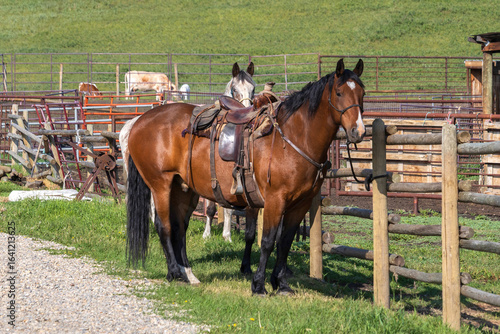 Rural scene of two horses tied to a wooden fence on a ranch with the brown horse having a western style saddle.