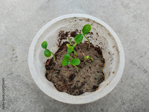 papaya small plant growing in disposal glass. Papaya seedlings in the garden waiting to be planted