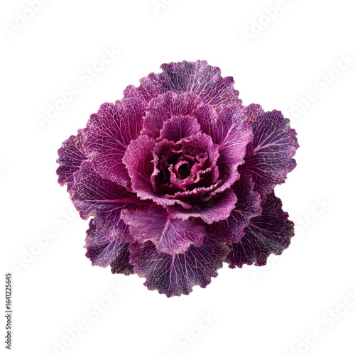 Vibrant Purple Ornamental Cabbage Flower Close-up on Black Background
