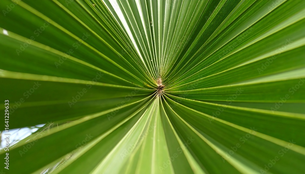 Obraz premium Close-up of vibrant palm frond veins