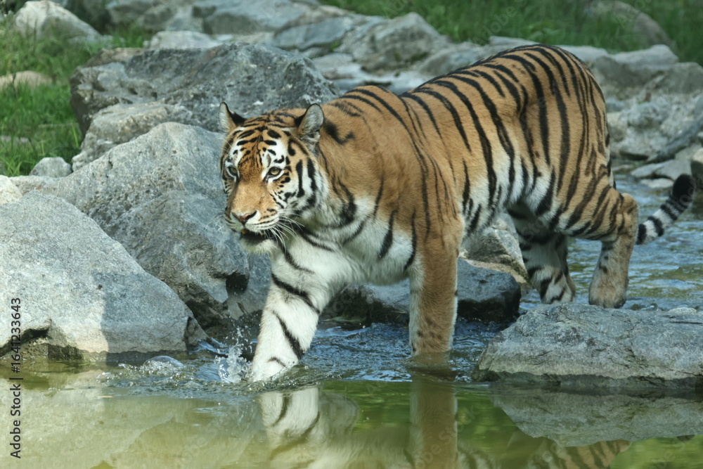 Obraz premium tiergaren straubing