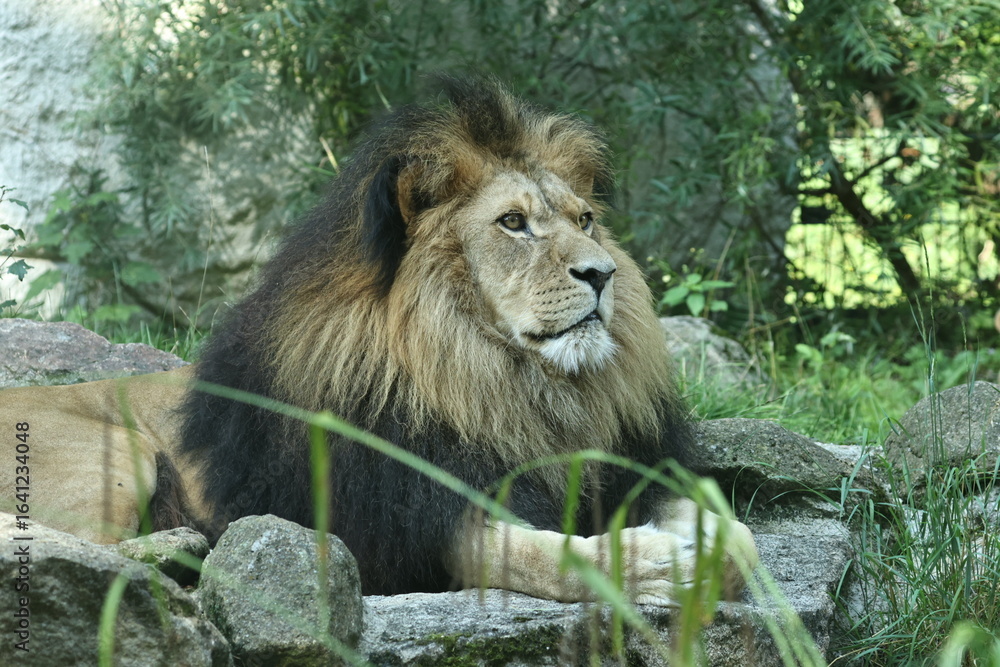 Naklejka premium tiergaren straubing