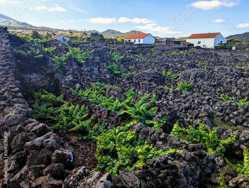 Tableau sur toile Vineyards on the Azores island of Pico in Portugal, a UNESCO World Heritage Site