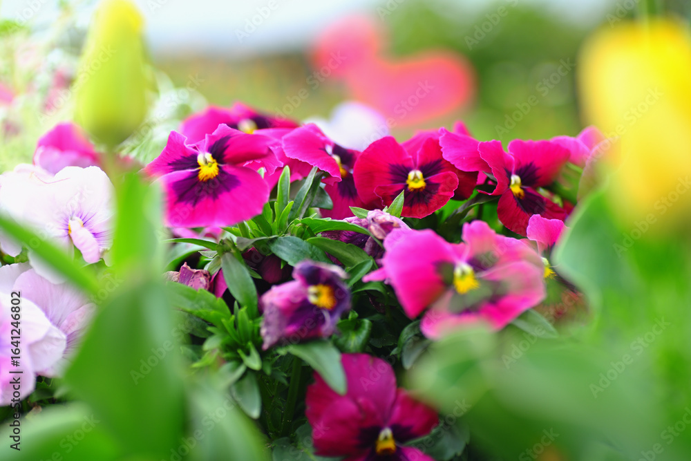 Obraz premium パンジー pansy