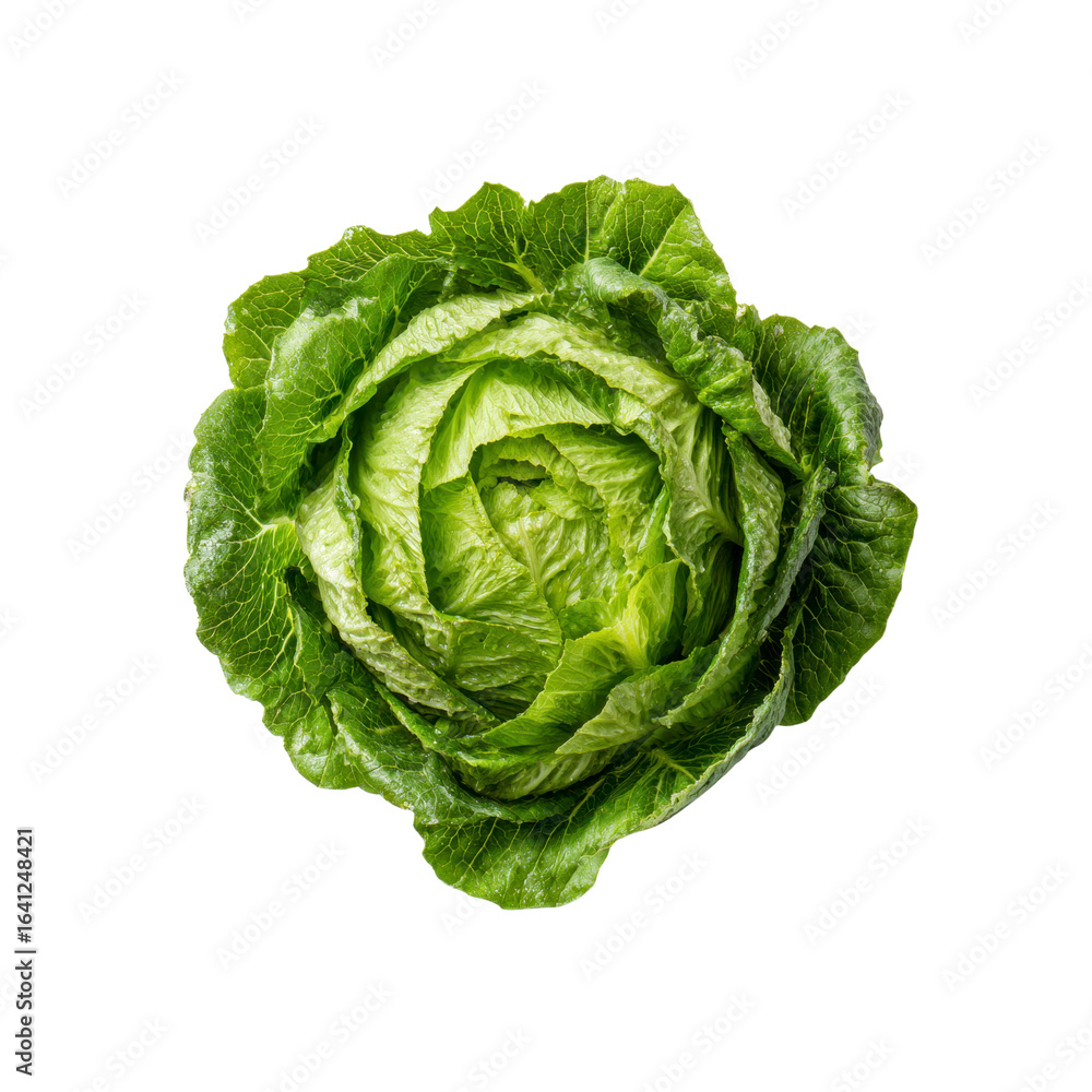 Fototapeta premium Fresh Green Butterhead Lettuce, Isolated on Black Background