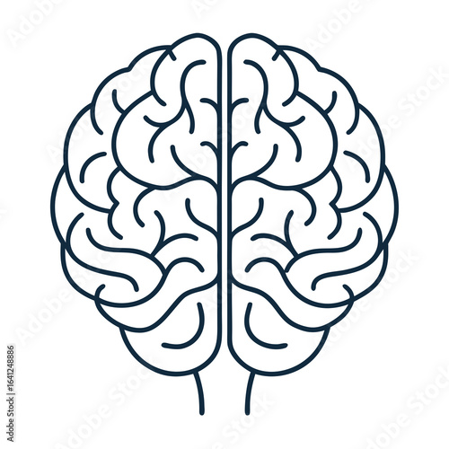 Line Art Human Brain Anatomy Illustration