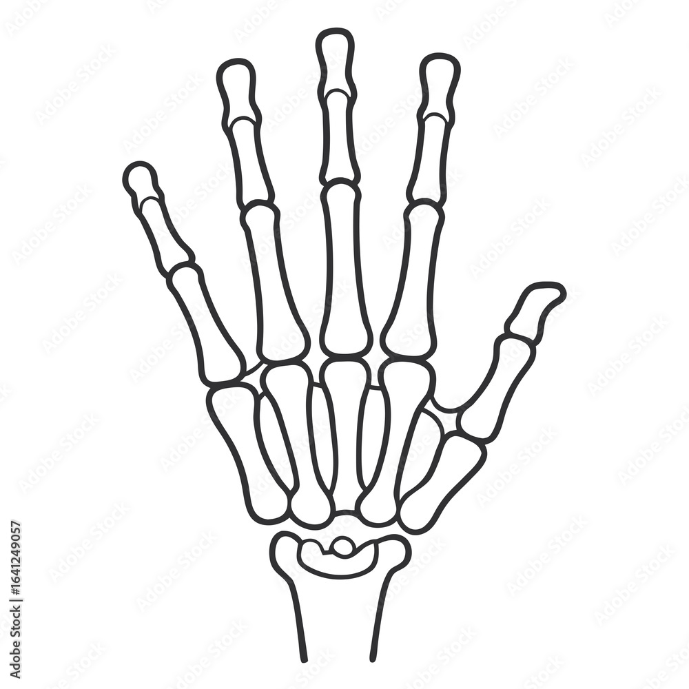 Fototapeta premium Minimal Line Art Hand Skeleton Illustration