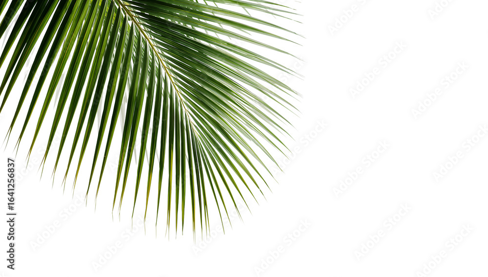 Obraz premium Isolated tropical foliage, featuring a lush green palm leaf, perfectly cut out for easy