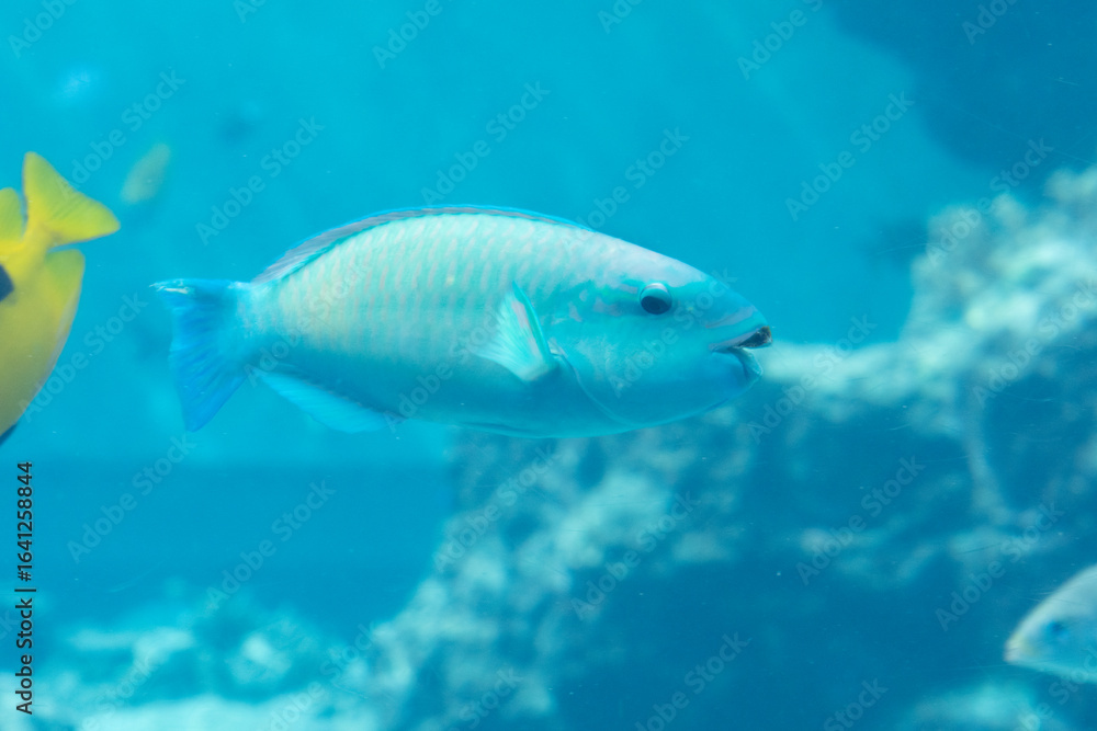 Fototapeta premium 沖縄美ら海水族館 熱帯魚の海 ハゲブダイ