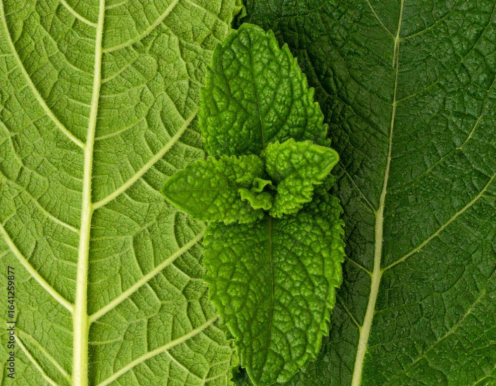 Fototapeta premium Fresh Green Mint Leaves on Textured Leaves Detailed Macro Still Life