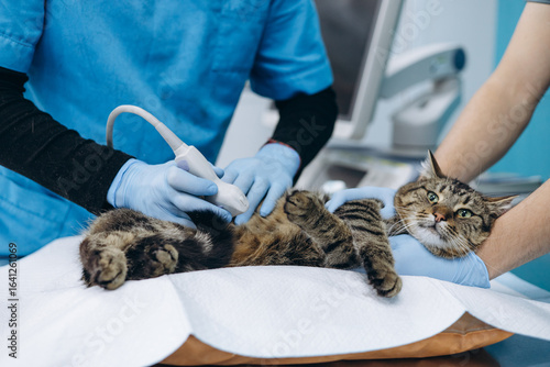 Veterinary diagnoses cat and making ultrasound at vet clinic