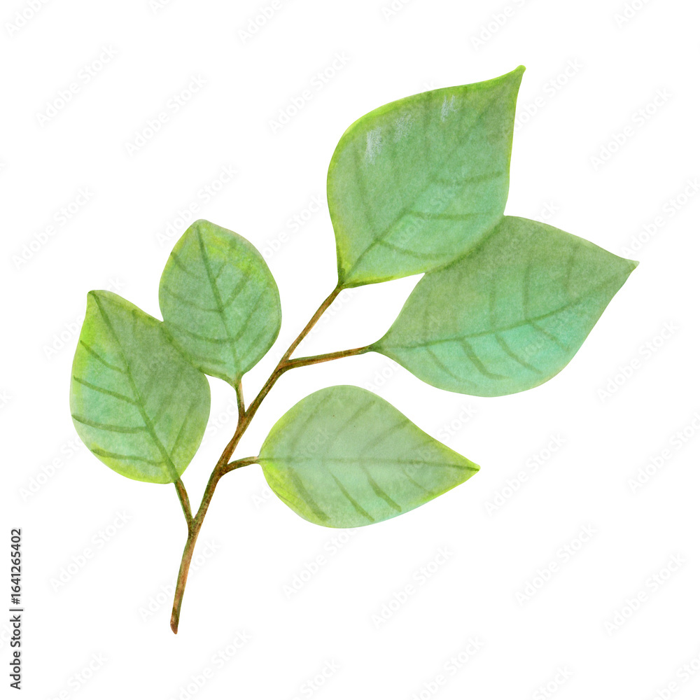 Fototapeta premium Branch with green leaves of plum fruit. Tropical foliage clipart. Watercolor illustration. Harvesting, production, gardening. Hand drawn isolated art. Greenery for menu design, packaging, recipes