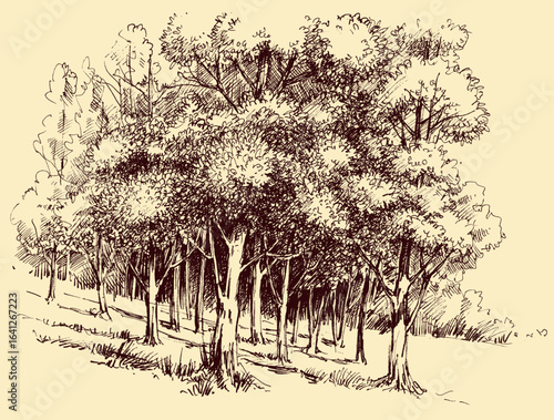 Deep forest in the sun hand drawing, artistic nature background