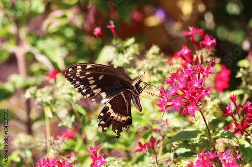 Gold Rim Swallowtail Butterfly feeding on nectar