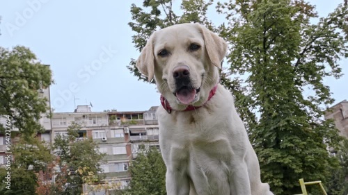 A happy yellow Labrador dog with a red collar, sitting in a city park on a bright day, looking directly at the camera with a joyful expression. Modern urban buildings in the background and lush green 