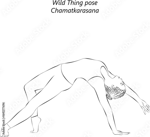 Sketch of young woman practicing Chamatkarasana yoga pose. Wild Thing yoga pose. Isolated vector illustration.