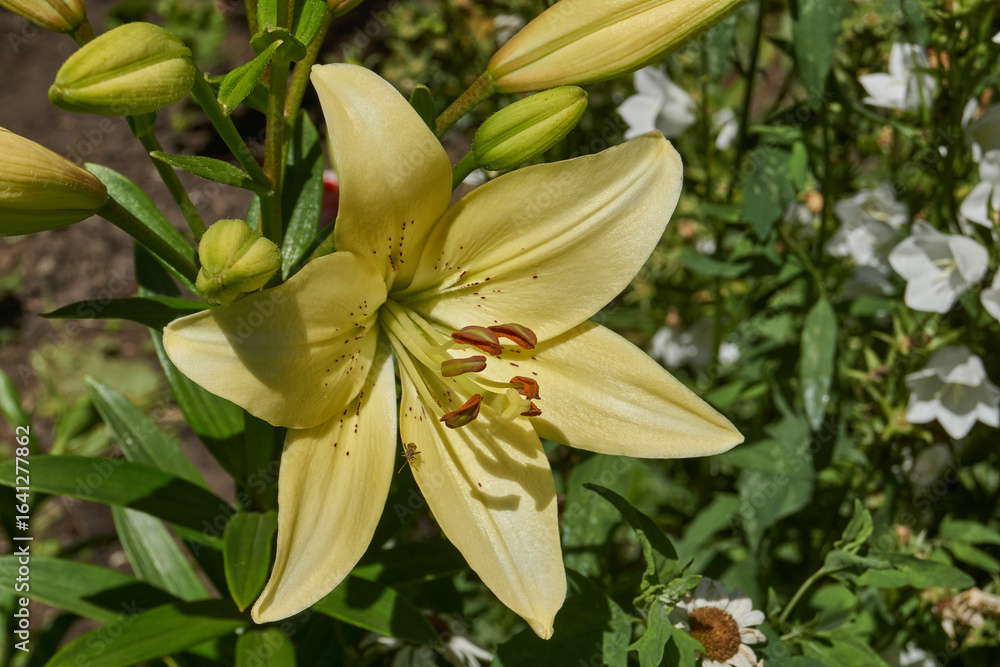 Lily (lat. Lilium) blooms in the garden. Lily - the genus of plants of the family of Lily (Liliaceae). Lily (lat. Lilium) blooms in the garden. Lily - the genus of plants of the family of Lily (Liliaceae).