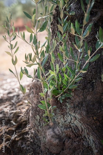 Quadro su tela New olive branches growing from old trunk in the field