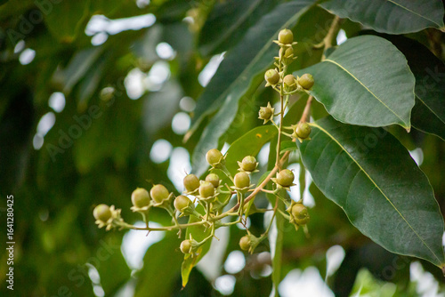 A bouquet of green-brown Lagerstroemia speciosa or giant crape-myrtle fruits, focus selective