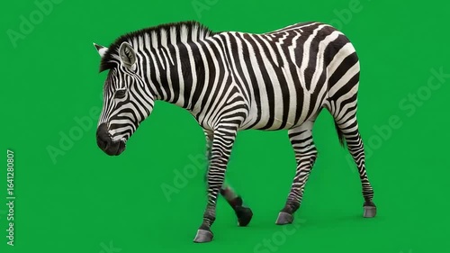 A zebra walking gracefully on a vibrant green background, showcasing its striking stripes